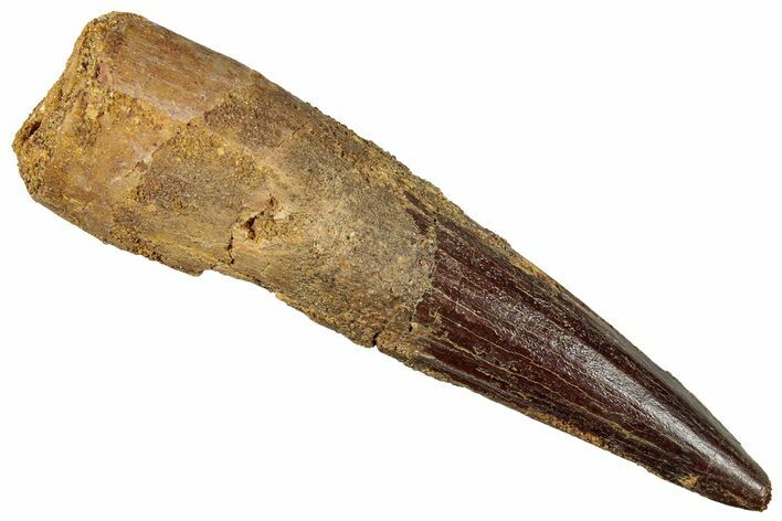 Fossil Spinosaurus Tooth - Real Dinosaur Tooth #301270